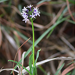 Pentanisia angustifolia